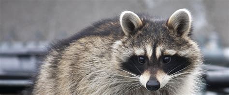 Comment se débarrasser d un raton laveur à la poubelle en toute