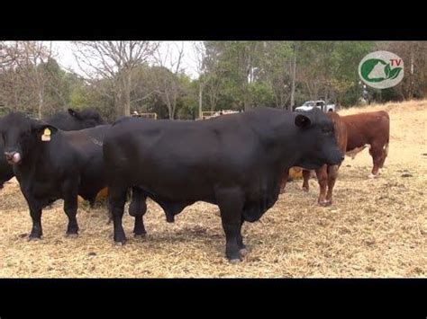 P182 Todo Lo Que Quisiste Saber Sobre El Brangus Brangus Toros