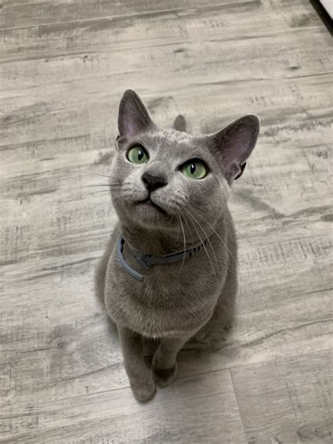 Adorable Russian Blue Cat