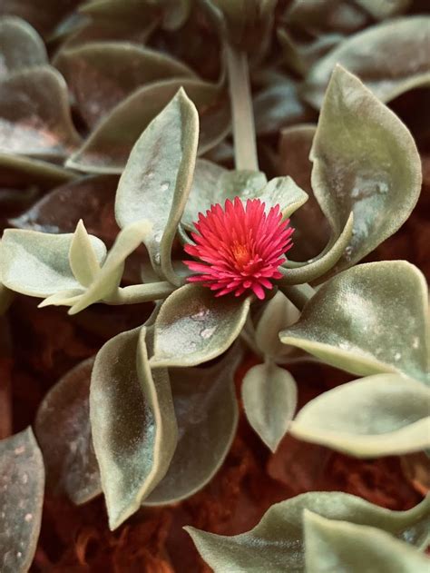 La flor que florece en la adversidad es la más rara y hermosa de todas