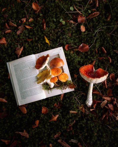 Mushrooms Aesthetic - Tumblr Gallery