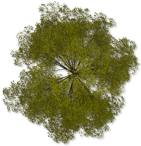 Collection Of Tree Png Top View Pluspng