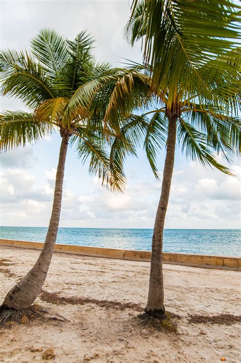 Palm Trees on Beach Shore · Free Stock Photo