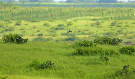 The Hidden Wealth Of Grasslands Nature Infocus