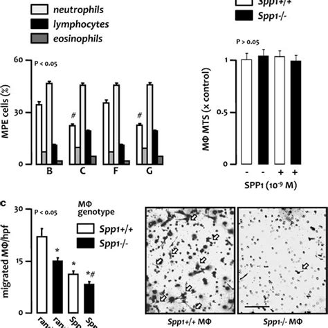 SPP1 Increases Endothelial Monolayer Permeability In Vitro A Human