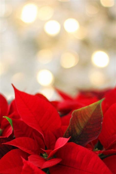 Red Poinsettia With Green Leaves In Front Of A Blurry Background That