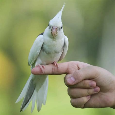 Can Cockatiels Get Hiccups Dr Cockatiel