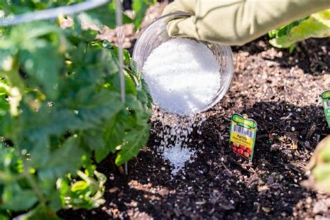 How To Use Epsom Salt For Plants Myths And Facts Plants Spark Joy