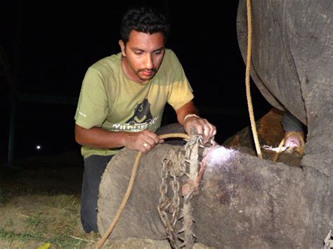 Elefante Llora Al Ser Liberado Despu S De A Os De Maltrato Semana