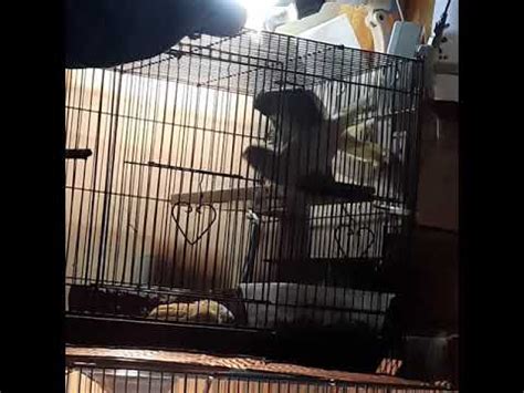 Pancingan Suara Burung Falk Parkit Australia Agar Cepat Kawin YouTube