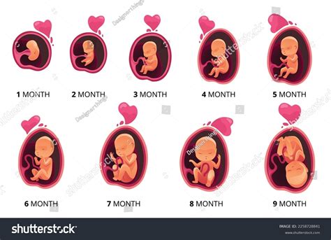 Fetus Development Stages Month By Month