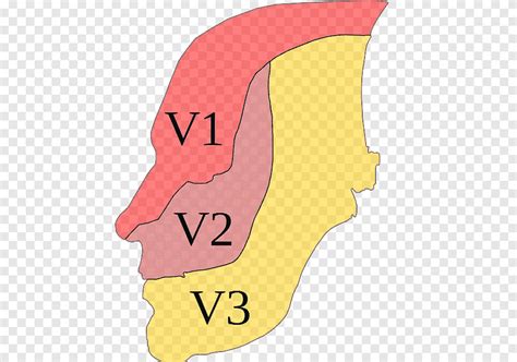 Dermatoma Del Nervio Trig Mino Neuralgia Del Trig Mino Nervio Oft Lmico