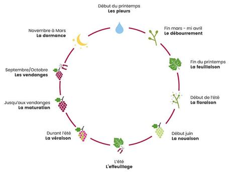 La Taille De La Vigne Trois Fois Vin