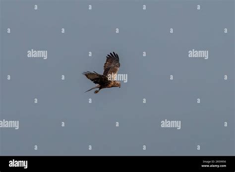 Eastern marsh harrier (Circus spilonotus) observed in Gajoldaba in West ...