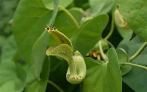 关木通是什么植物？ 蜜源植物 酷蜜蜂