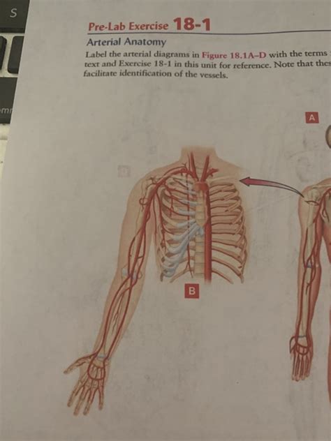 Solved S Pre Lab Exercise Arterial Anatomy Label The Chegg