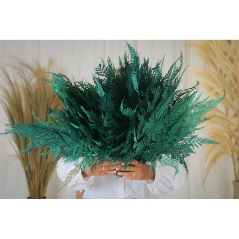 Jual Dekorasi Rustik Palem Palm Rayung Pampas Tanaman Daun Kering Sikas