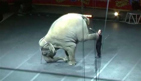 Ringling Elephants Perform Their Last Ever Circus Show The Dodo
