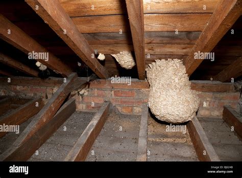 Nest In The Attic Hi Res Stock Photography And Images Alamy