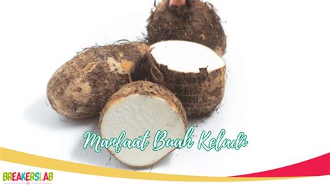 6 Manfaat Buah Keladi Yang Wajib Diketahui Bukan Sekedar Buah Biasa