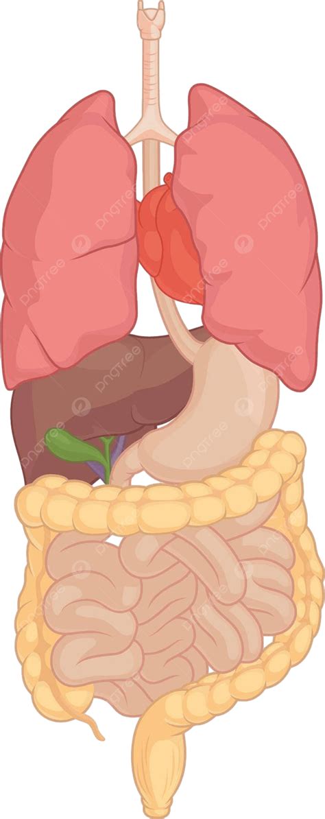 Desenho Vetorial De Desenhos Animados De Partes Do Corpo De Anatomia De