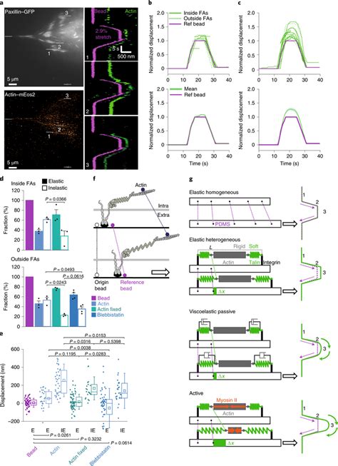 Transient And Active Remodelling Of The Acto Myosin Network Drives The