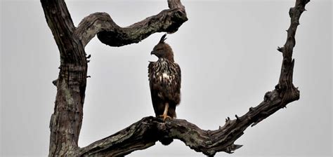 udawalawe Udawalawe - Nature-wilderness