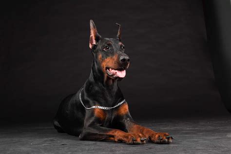Doberman Pinscher Breed Info, stats with Photos & Videos