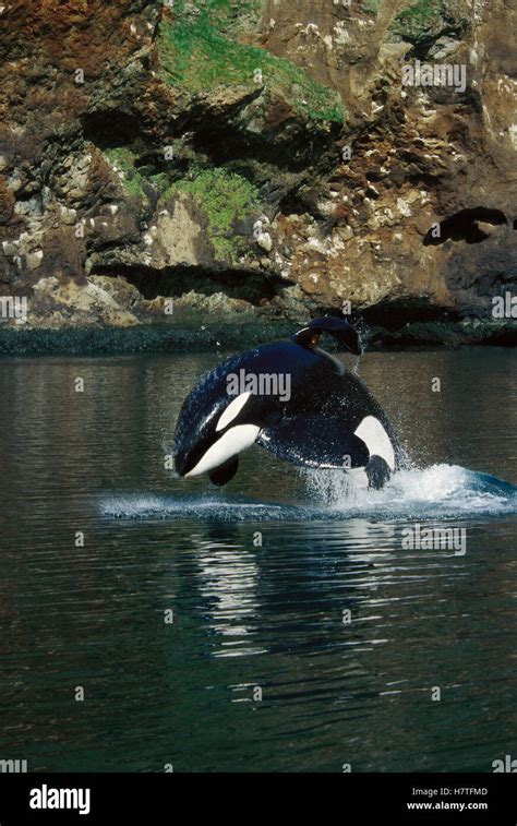 Orca (Orcinus orca) jumping, Keiko the star of the Free Willy movies ...