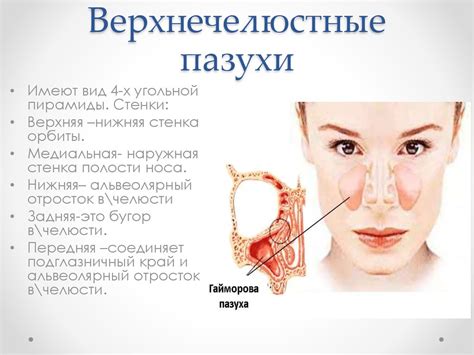 Рентген диагностика заболеваний придаточных пазух носа - презентация онлайн