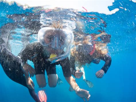 Guided Snorkelling With A Marine Biologist From Sorrento GetYourGuide