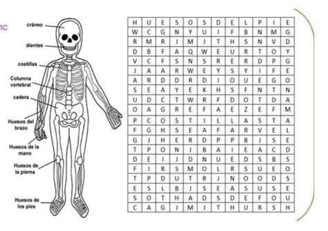 Ayuda Con Esta Sopa De Letras El Sistema Locomotor Brainly Lat