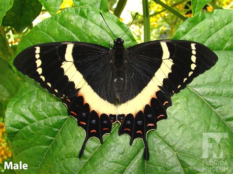 Magnificent Swallowtail Exhibits