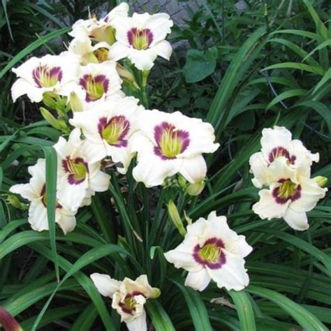 Daylily Hemerocallis Pandora S Box In The Daylilies Database