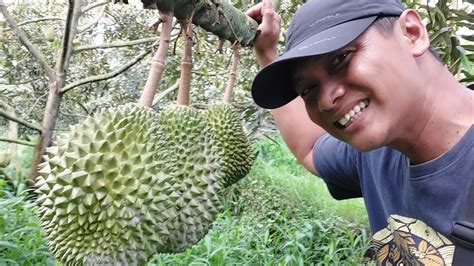 Mampir Di Kebun Sam Yanto To Dapat Suguhan Durian Impor Semua