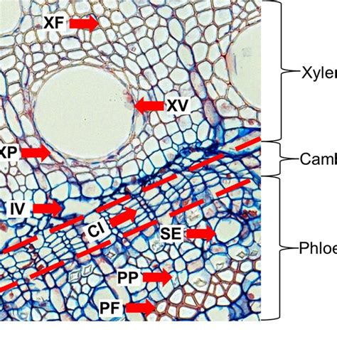 Cross Section Of Eucalyptus Grandis Stem Tissue Observed With A Light