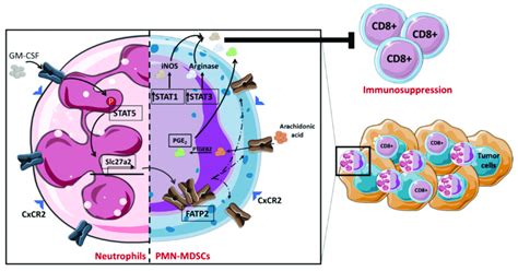 Neutrophils Reprogramming To Pmn Mdscs Gm Csf Attaches To The