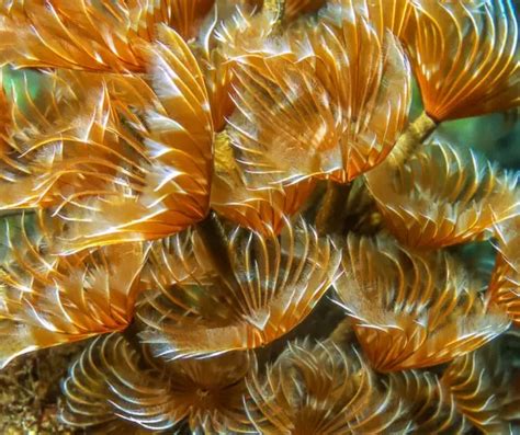 Feather duster worm: care, placement, feeding & quick facts