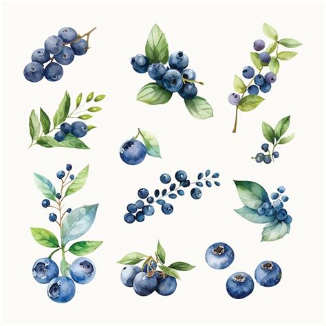 Premium Vector Free Vector Watercolor Blueberry Set