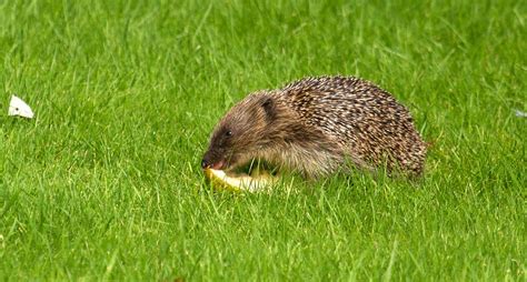 St Helens Birds and Wildlife: Hedgehog in our garden