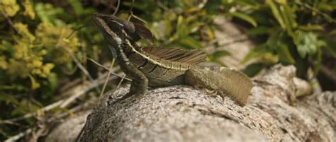 Invasive lizards in Florida adapt to colder temperatures - THE WILDLIFE ...