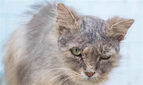 Como Identificar Sinais de Doenças Comuns em Gatos O Que Observar