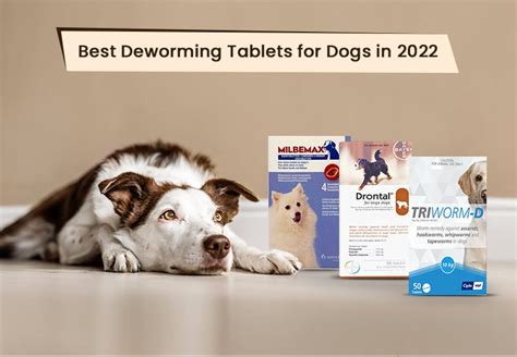 Best Deworming Tablets for Dogs. Do you always get confused while… | by Budget Pet Care | Medium