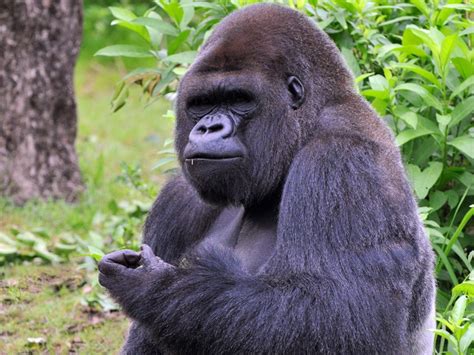 Datos Sobre Los Gorilas Gorilla Facts And Information