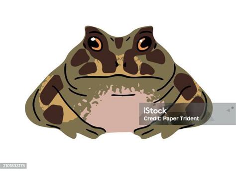 Katak Ceratophrys Dengan Kulit Bermotif Dan Berbintik Kodok Bertanduk