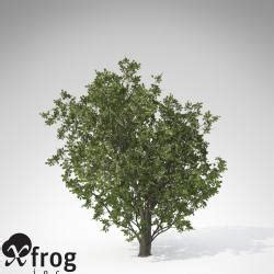 XfrogPlants Common Hawthorn 3d Models STLFinder