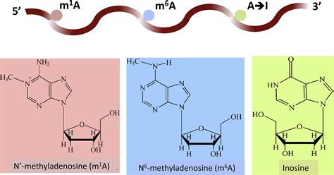 IRNA 3typeA Identifying Three Types Of Modification At RNAs Adenosine