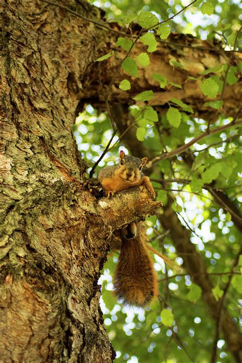 Squirrel Up A Tree Photograph By Belinda Stucki Fine Art America