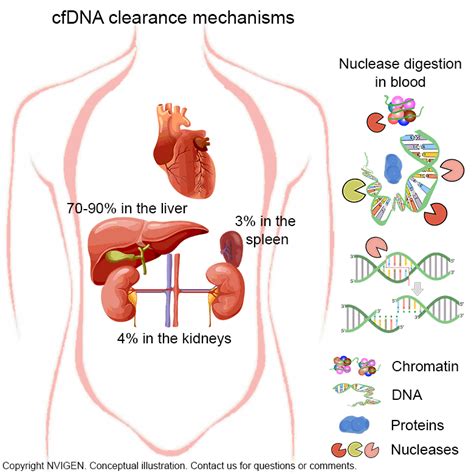 cfDNA (cell-free DNA) & cfDNA Extraction: Basics & Development - NVIGEN