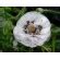 Papaver Rhoeas Angels Choir Mixed Dawn Chorus